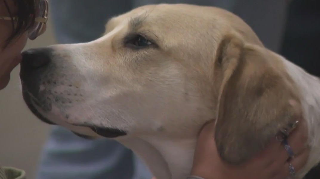 Dog saves owners from Brookfield fire, students' donation helps save dog